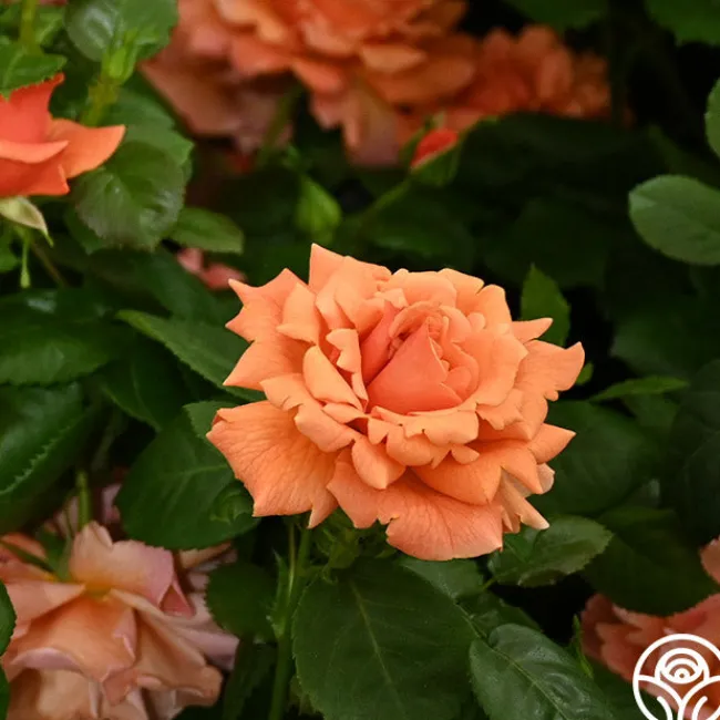 Easy Does It™>Heirloom Roses Online