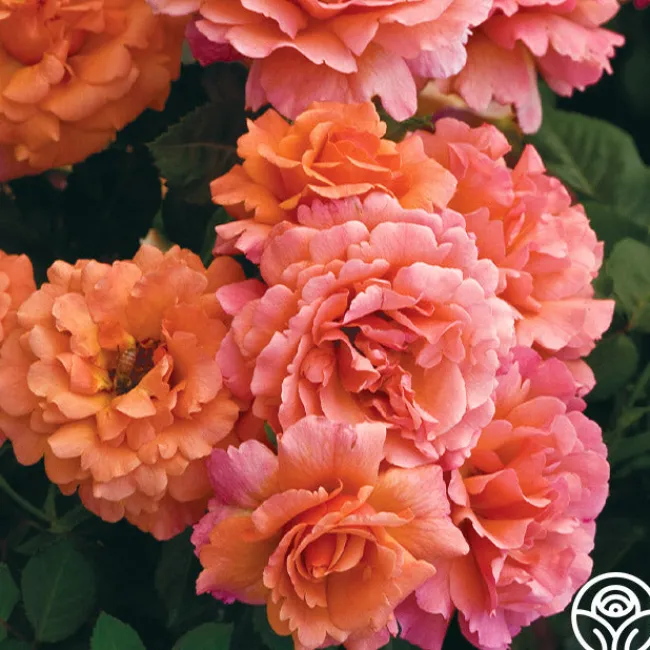 Easy Does It™>Heirloom Roses Online