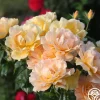 Easy Going™>Heirloom Roses Outlet