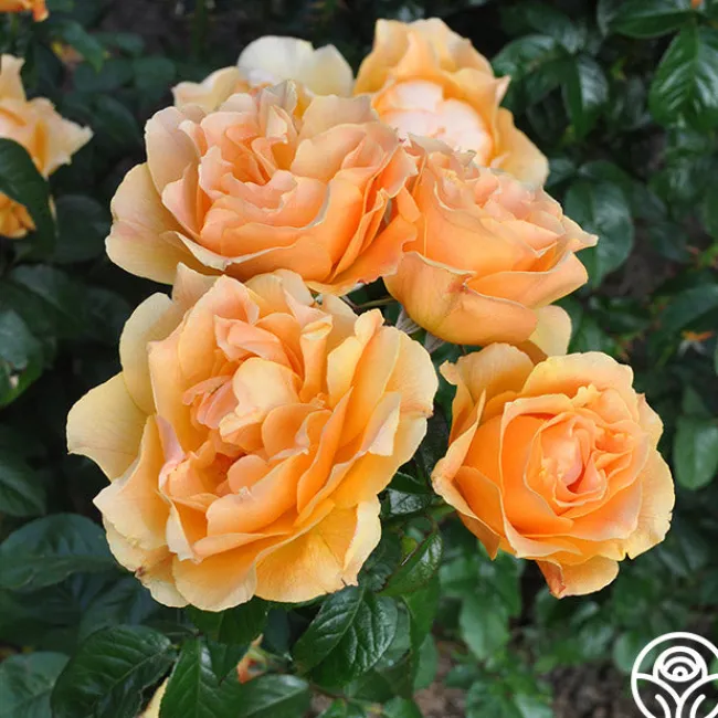 Easy Going™>Heirloom Roses Outlet