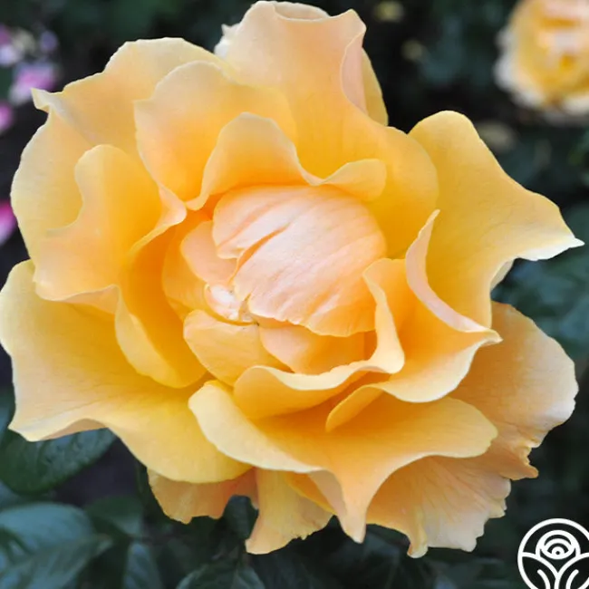 Easy Going™>Heirloom Roses Outlet