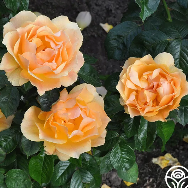 Easy Going™>Heirloom Roses Outlet