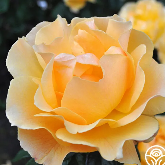 Easy Going™>Heirloom Roses Outlet