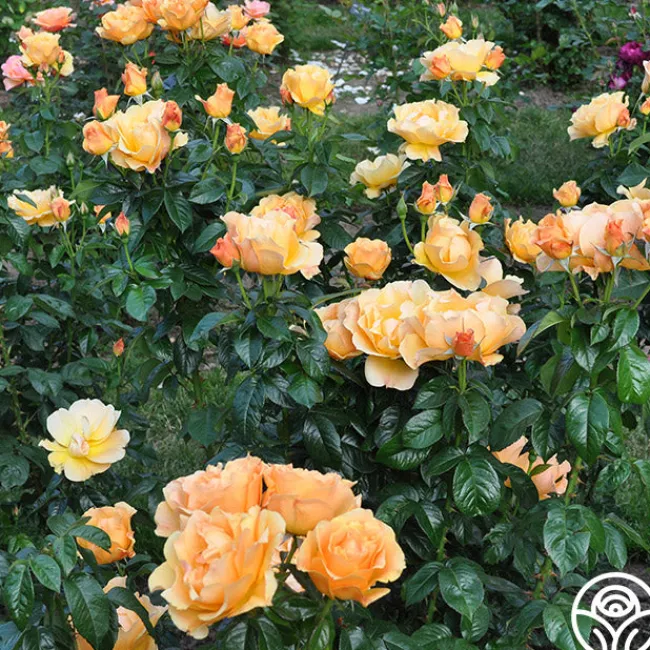 Easy Going™>Heirloom Roses Outlet