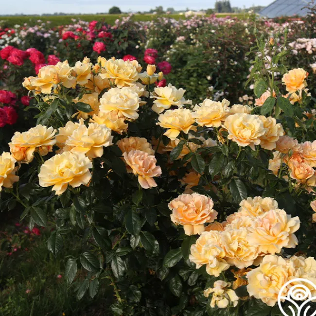 Easy Going™>Heirloom Roses Outlet