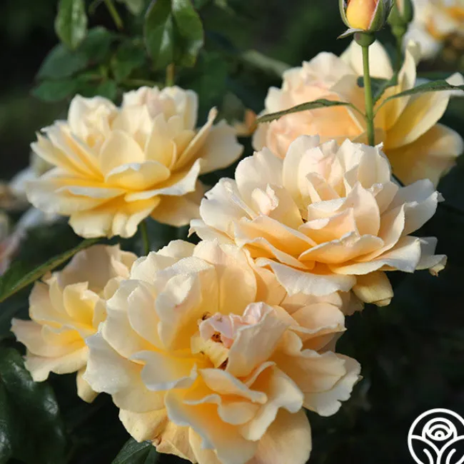 Easy Going™>Heirloom Roses Outlet