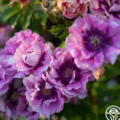 Easy On The Eyes™>Heirloom Roses