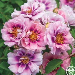 Easy On The Eyes™>Heirloom Roses
