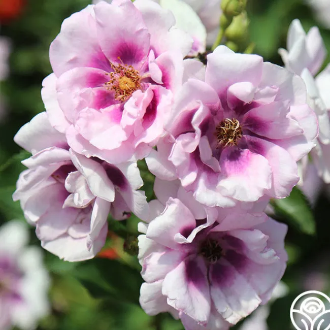 Easy On The Eyes™>Heirloom Roses