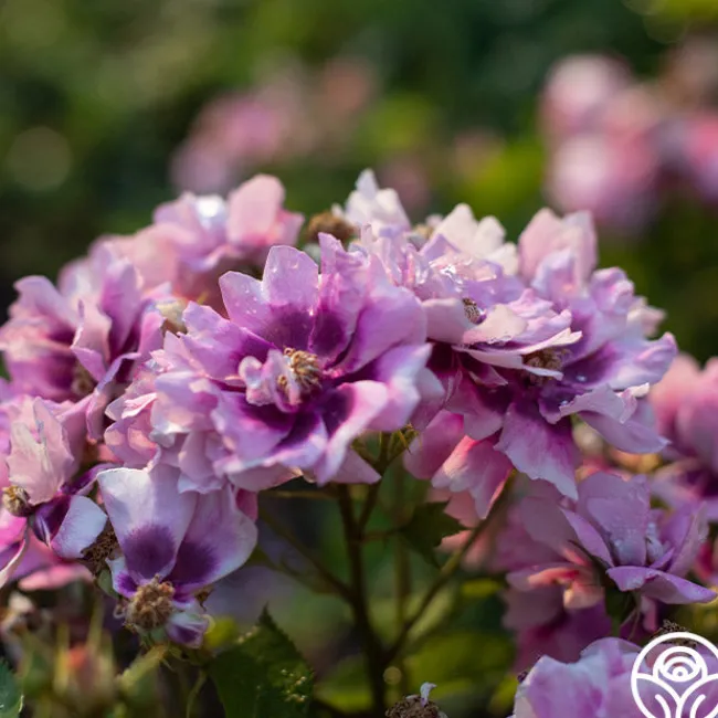 Easy On The Eyes™>Heirloom Roses