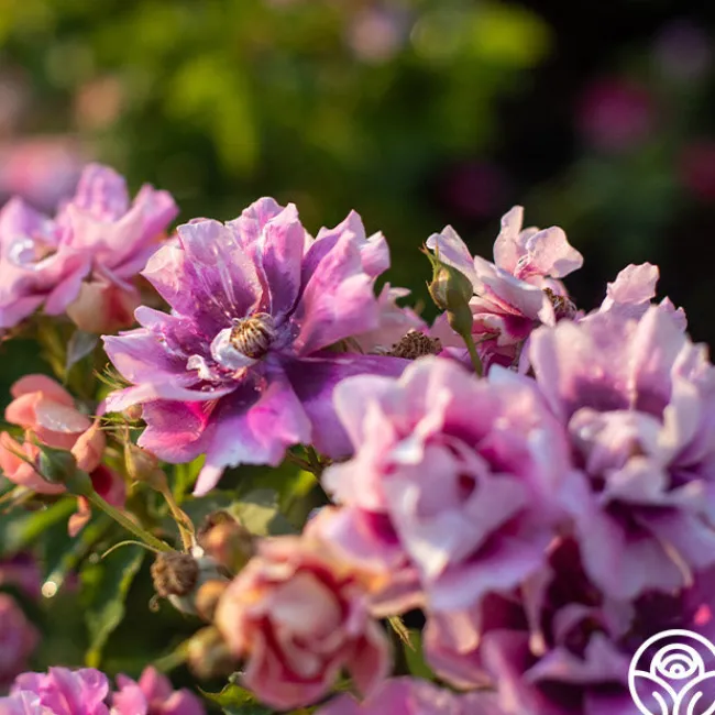 Easy On The Eyes™>Heirloom Roses