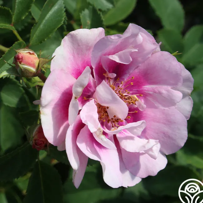 Easy On The Eyes™>Heirloom Roses