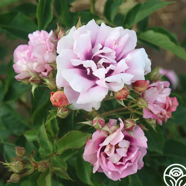 Easy On The Eyes™>Heirloom Roses