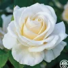 Easy Spirit™>Heirloom Roses New