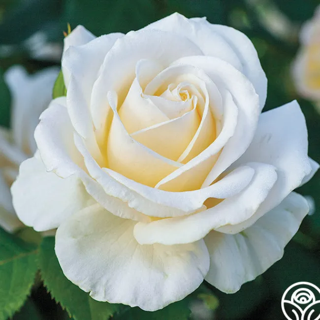 Easy Spirit™>Heirloom Roses New