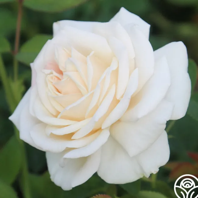 Easy Spirit™>Heirloom Roses New