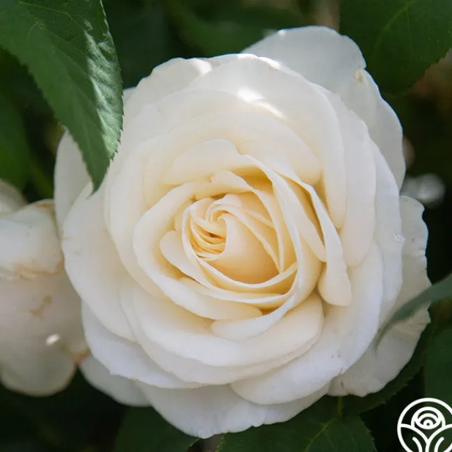Easy Spirit™>Heirloom Roses New