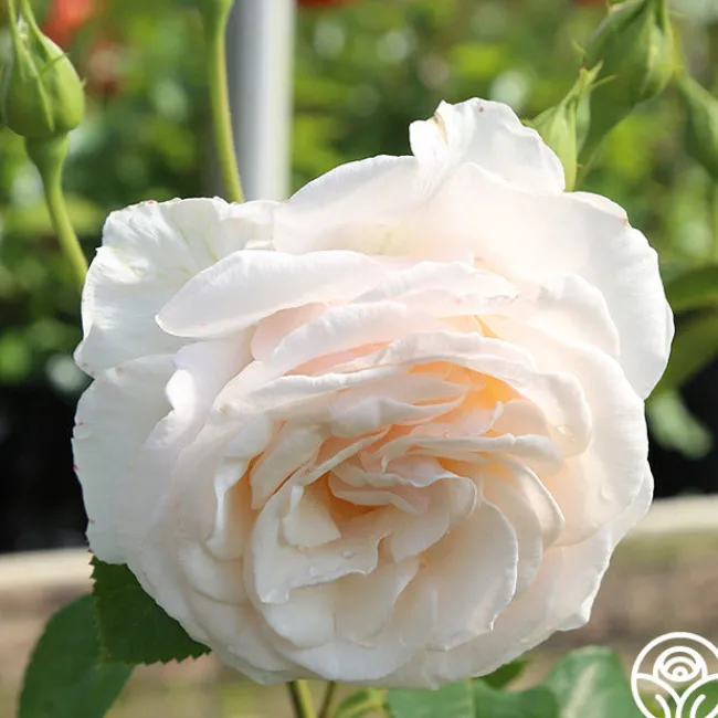 Easy Spirit™>Heirloom Roses New