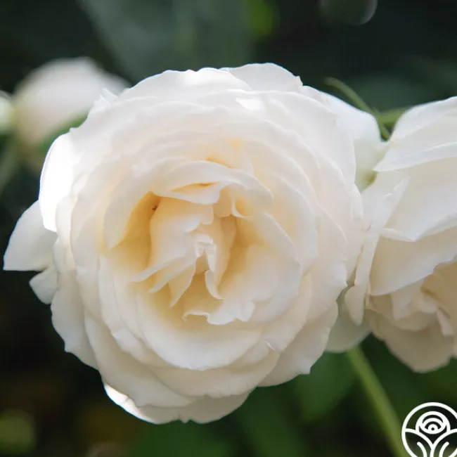 Easy Spirit™>Heirloom Roses New