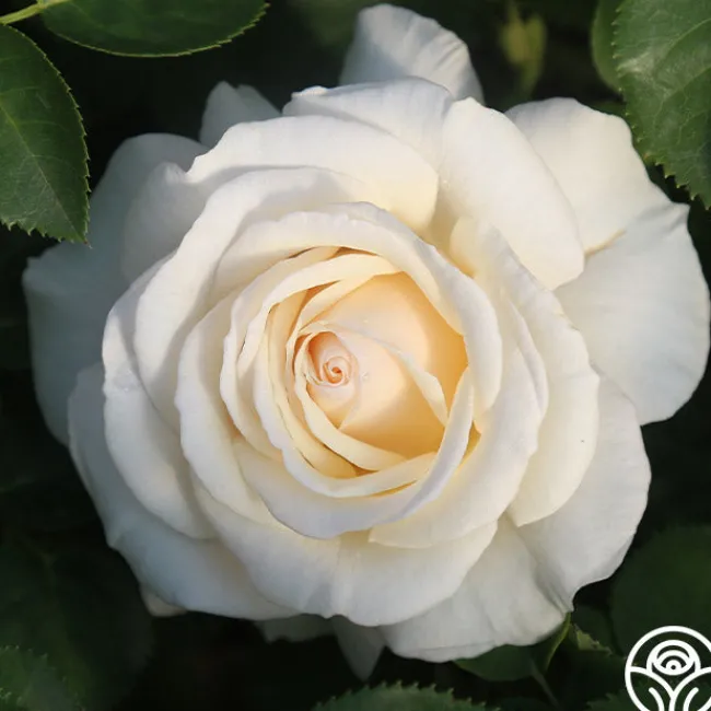 Easy Spirit™>Heirloom Roses New