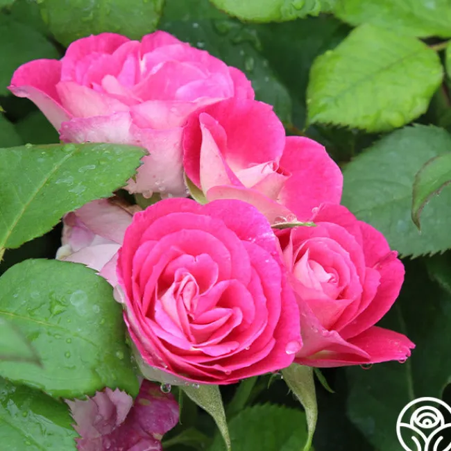 Easy To Please™>Heirloom Roses