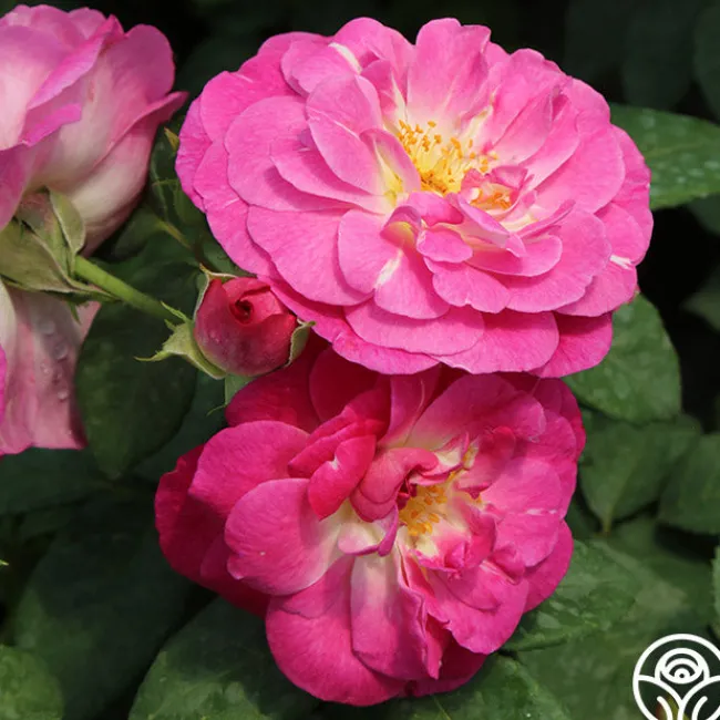 Easy To Please™>Heirloom Roses