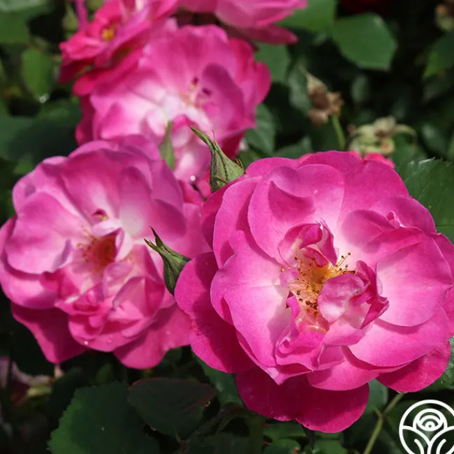 Easy To Please™>Heirloom Roses