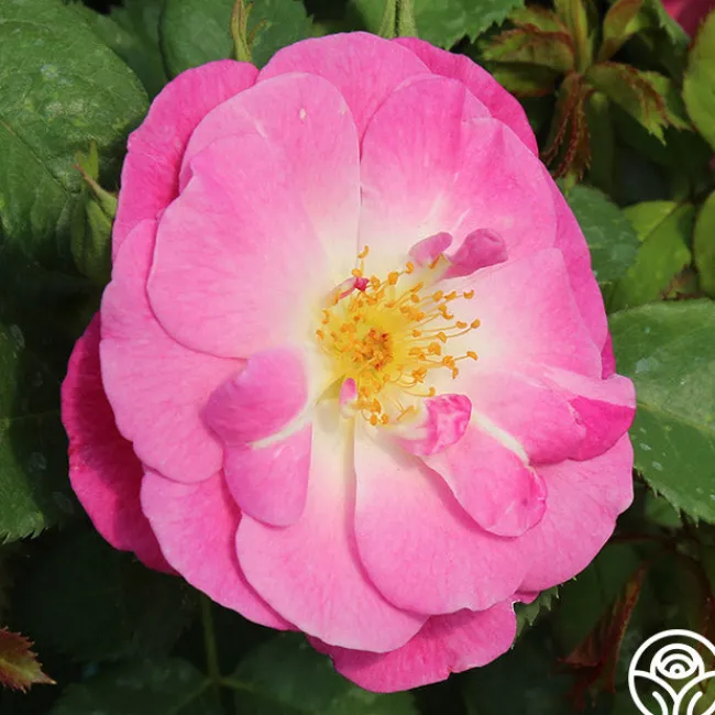 Easy To Please™>Heirloom Roses