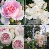 Easy-To-Grow Collection>Heirloom Roses Clearance