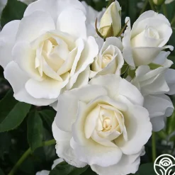Easy-To-Grow Collection><noscript><img width=