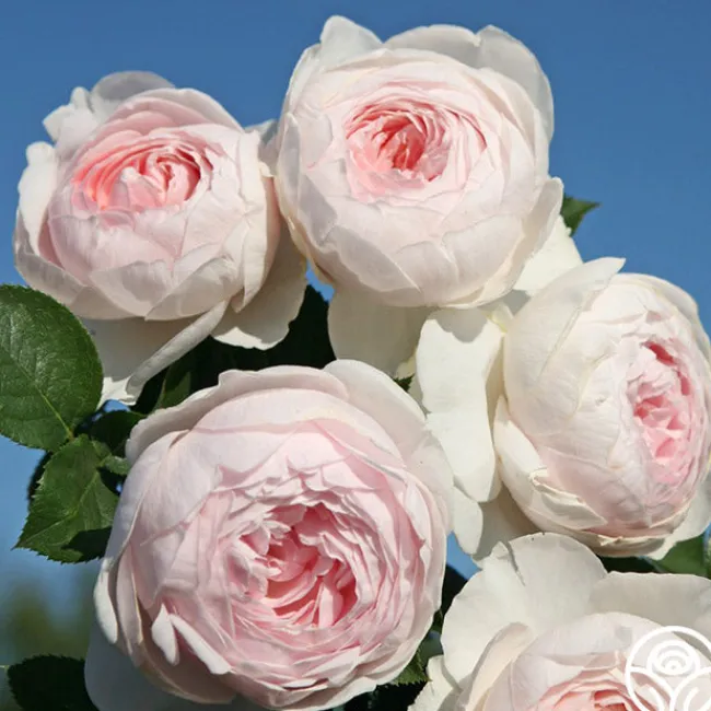 Easy-To-Grow Collection>Heirloom Roses Clearance