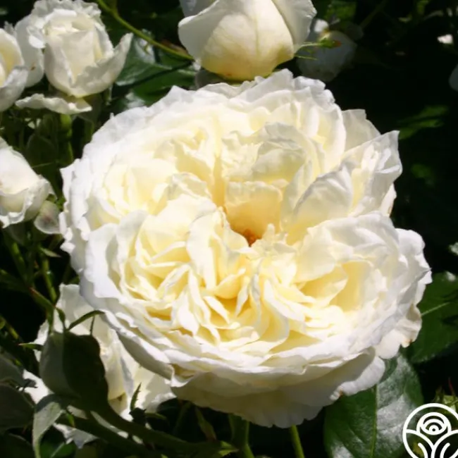 Easy-To-Grow Collection II>Heirloom Roses Online