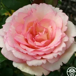 Easy-To-Grow Collection II><noscript><img width=