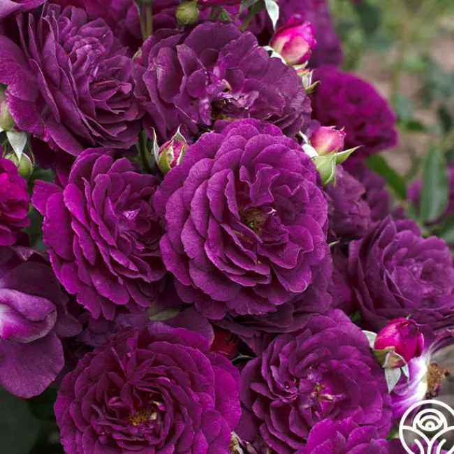 Ebb Tide™>Heirloom Roses Outlet