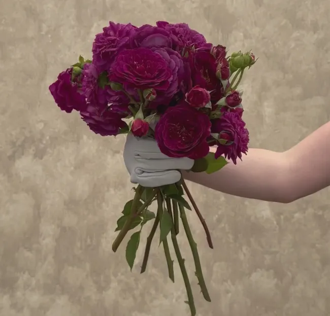 Ebb Tide™>Heirloom Roses Outlet