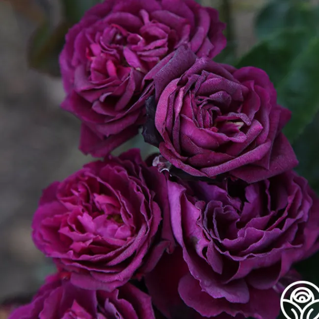 Ebb Tide™>Heirloom Roses Outlet