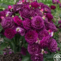 Ebb Tide™><noscript><img width=