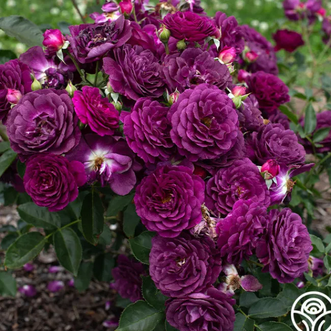 Ebb Tide™>Heirloom Roses Outlet