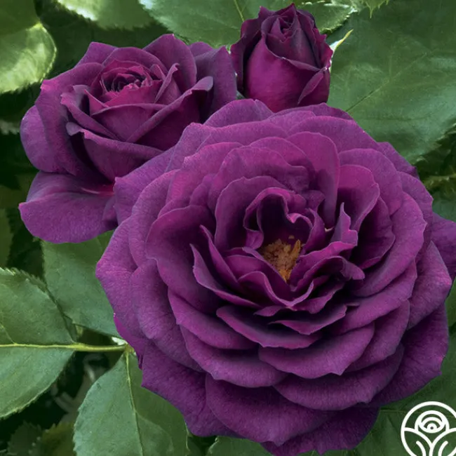 Ebb Tide™>Heirloom Roses Outlet