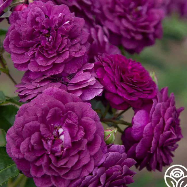 Ebb Tide™>Heirloom Roses Outlet