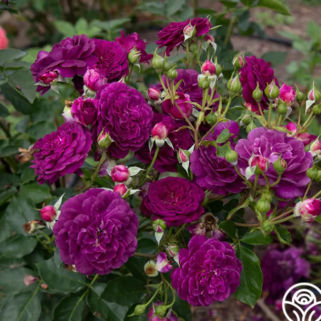 Ebb Tide™>Heirloom Roses Outlet