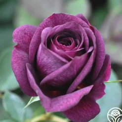 Ebb Tide™><noscript><img width=