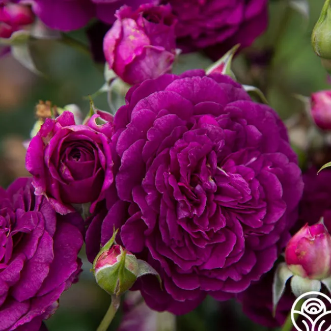 Ebb Tide™>Heirloom Roses Outlet