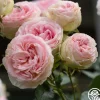 Eden Climber®>Heirloom Roses Hot