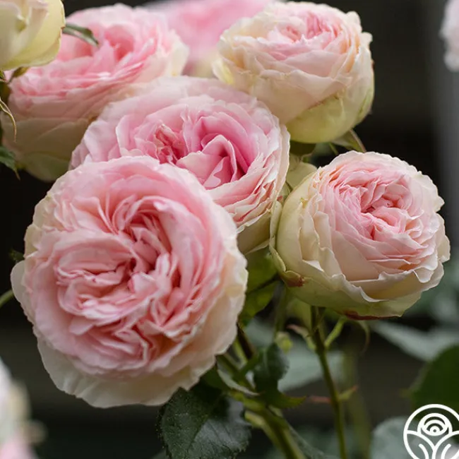 Eden Climber®>Heirloom Roses Hot
