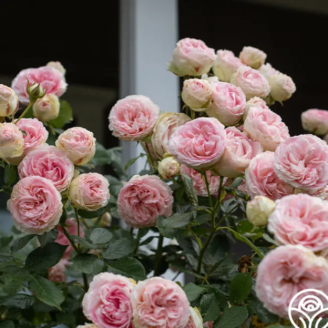 Eden Climber®>Heirloom Roses Hot