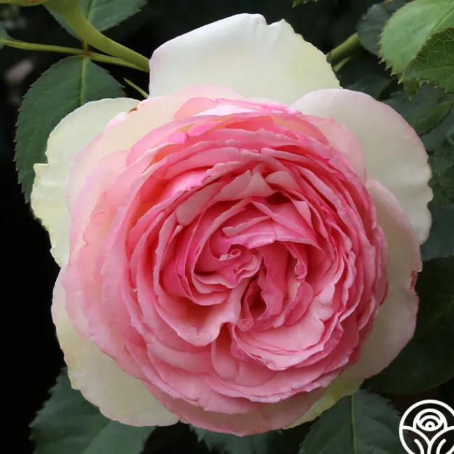 Eden Climber®>Heirloom Roses Hot