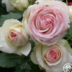Eden Climber®><noscript><img width=