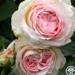 Eden Climber®><noscript><img width=