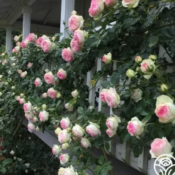 Eden Climber®><noscript><img width=